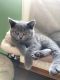 British Shorthair Cats for sale in California Ave, South Gate, CA 90280, USA. price: NA