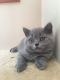 British Shorthair Cats for sale in Huntington, NY, USA. price: NA