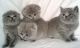 British Shorthair Cats for sale in Calhoun Rd, Houston, TX, USA. price: NA