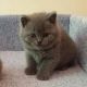 British Shorthair Cats for sale in Charlotte, NC, USA. price: $350