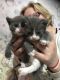 British Shorthair Cats for sale in Beverly Hills, CA, USA. price: NA