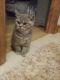 British Shorthair Cats for sale in Coto de Caza Ct, Beaumont, CA 92223, USA. price: NA