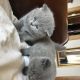 British Shorthair Cats for sale in Chicago, IL, USA. price: $600