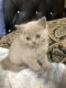British Shorthair Cats for sale in Philadelphia, PA, USA. price: $1,000