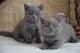 British Shorthair Cats for sale in Newark, NJ, USA. price: $500
