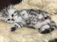 British Shorthair Cats for sale in North Miami Beach, FL 33160, USA. price: NA