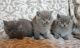 British Shorthair Cats for sale in Houston, TX 77002, USA. price: NA