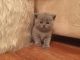 British Shorthair Cats for sale in Fort Worth, TX 76107, USA. price: NA