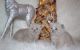 British Shorthair Cats for sale in Chicago, IL 60613, USA. price: NA