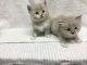 British Shorthair Cats for sale in Las Vegas, NV 89118, USA. price: NA