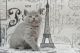 British Shorthair Cats for sale in St. Louis, MO 63139, USA. price: NA