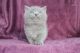 British Shorthair Cats for sale in Madison, WI 53784, USA. price: NA