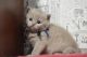British Shorthair Cats for sale in Richmond, VA, USA. price: NA