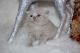 British Shorthair Cats for sale in Sacramento, CA 94293, USA. price: NA