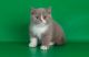 British Shorthair Cats for sale in Sacramento, CA 94237, USA. price: NA