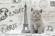 British Shorthair Cats for sale in Oklahoma City, OK 73160, USA. price: NA