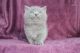 British Shorthair Cats for sale in 48234 332nd St, Jefferson, SD 57038, USA. price: NA