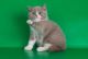 British Shorthair Cats for sale in Lexington, KY 40513, USA. price: NA