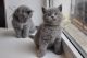 British Shorthair Cats for sale in Hartford, CT 06152, USA. price: NA