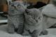 British Shorthair Cats for sale in Phoenix, AZ 85045, USA. price: NA