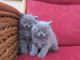 British Shorthair Cats for sale in Tulsa, OK 74134, USA. price: NA