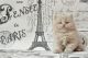 British Shorthair Cats for sale in Boston, MA 02210, USA. price: NA