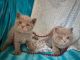 British Shorthair Cats for sale in Sacramento, CA 94237, USA. price: NA
