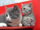 British Shorthair Cats for sale in San Francisco, CA 94144, USA. price: NA