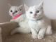 British Shorthair Cats for sale in Melrose Ave N, Hamilton, ON, Canada. price: NA