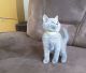 British Shorthair Cats for sale in San Antonio, TX, USA. price: NA