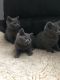 British Shorthair Cats for sale in San Francisco, CA, USA. price: $560