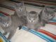 British Shorthair Cats for sale in Dallas, TX, USA. price: $850