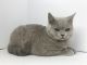 British Shorthair Cats for sale in Auburn, WA, USA. price: NA