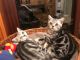 British Shorthair Cats for sale in La Grange, CA 95329, USA. price: NA