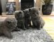 British Shorthair Cats for sale in Seattle, WA 98109, USA. price: NA