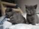 British Shorthair Cats for sale in Washington, DC, USA. price: $900