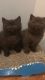British Shorthair Cats for sale in Valley Stream, NY, USA. price: NA