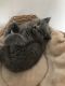 British Shorthair Cats for sale in Glendale, AZ, USA. price: $500
