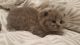 British Shorthair Cats for sale in Chicago, IL 60613, USA. price: NA