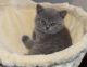 British Shorthair Cats for sale in New Orleans, LA 70121, USA. price: NA