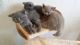 British Shorthair Cats for sale in Lansing, MI 48930, USA. price: NA