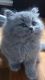 British Shorthair Cats for sale in Wichita, KS 67208, USA. price: $500