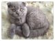 British Shorthair Cats for sale in Fall River, MA 02721, USA. price: $500
