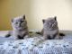 British Shorthair Cats for sale in Detroit, MI 48216, USA. price: $500