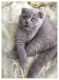 British Shorthair Cats for sale in Denver, CO 80208, USA. price: $500