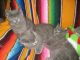 British Shorthair Cats for sale in Phoenix, AZ, USA. price: $500