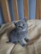 British Shorthair Cats for sale in Visalia, CA, USA. price: NA