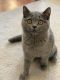 British Shorthair Cats for sale in Huntington, NY, USA. price: $950