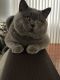British Shorthair Cats for sale in Valley Stream, NY, USA. price: NA
