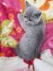 British Shorthair Cats for sale in Minneapolis, MN 55442, USA. price: $500